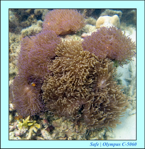 2006 - 07 - Kapas - Plongee 3 - 14